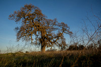 Lone Valley Oak in Grasslands