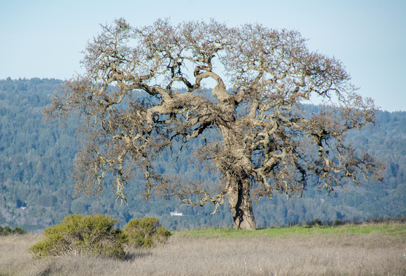 Lone Valley Oak
