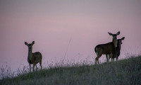 Deer at Dawn (2)