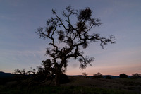 Phainopepla Tree at Dawn