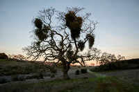 Mistletoe Valley Oak