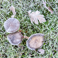 Mushrooms in Frost