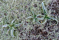 Frost on Soap Plants (Chlorogalum pomeridanum var. pomeridanum)