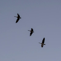 Three Canada Geese in Flight