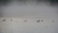 Canada Geese (Branta canadensis) Spend Overnight in Searsville Lake