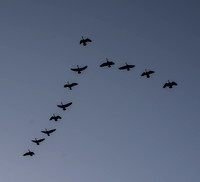 Canada Geese (Branta canadensis) in V-shaped Flight