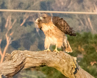 Red-tailed Hawk (Buteo jamaicensis) Hunches