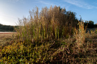 Reeds on Searsville Lake
