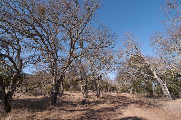 Blue Oak Forest (Quercus douglasii) along Road F