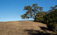 Valley Oak with Toyon