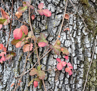 Poison Oak (Toxicodendron diversilobum) in Climbing Form