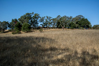 Valley Oaks and Tarweed