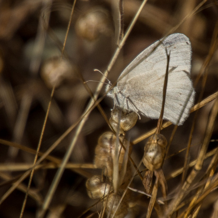 Moth in Rattlesnake Grass