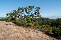 Three Species of Oak and a Toyon