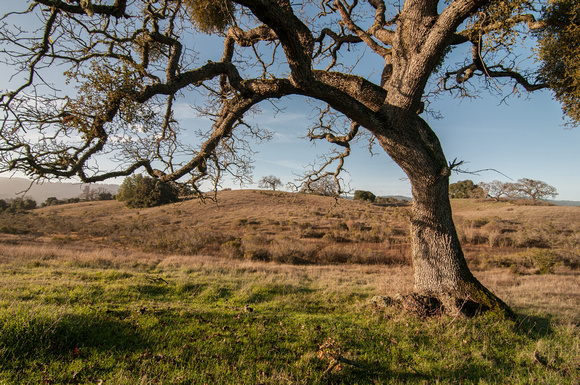 Under the "Mistletoe Valley Oak"