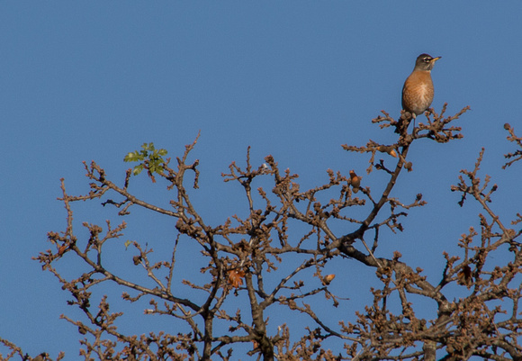 American Robin (Turdus migratorius) in "Mistletoe Valley Oak"