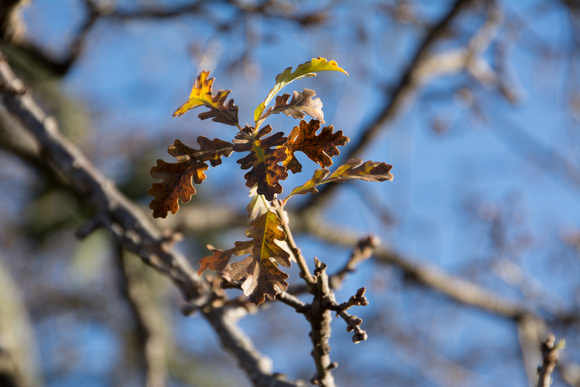 Old Leaves in "Chaparral Valley Oak"