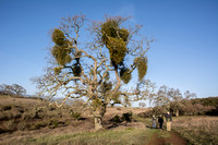 "Mistletoe Valley Oak" with Birders