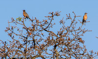 American Robins (Turdus migratorius) in "Mistletoe Valley Oak"