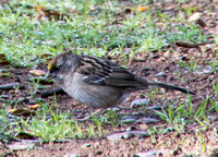 Golden-crowned Sparrow (Zonotrich atricapilla)