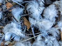 10/21/2016 Feathers on the Trail, near Searsville Lake