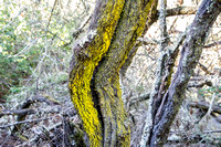 Colorful Lichen on Bark