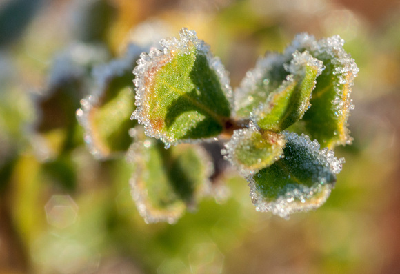 Coyote Brush in Frost