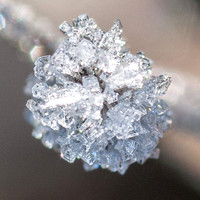 Frost Crystals
