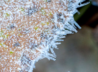 Frosty Leaves up Close