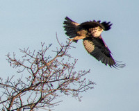 Red-tailed Hawk (Buteo jamaicensis) Takes Off