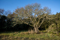 Black Oak (Quercus kelloggii)