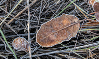 Frost-bedecked Leaves