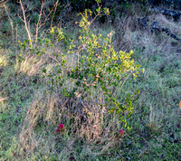 Indian Warrior (Pedicularis densiflora) beneath Young Coast Live Oak