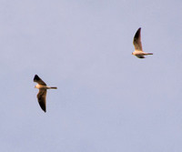 White-tailed Kites (Elanus leucurus) in Flight