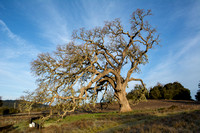 Valley Oak (Quercus lobata) near Visitors' Parking Lot