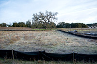 Grassland Experiment with Valley Oak