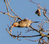 Northern Flicker (Colaptes auratus) Takes Off