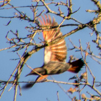 Northern Flicker (Colaptes auratus) Spreads its Wings