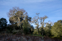 Valley Oaks (Quercus lobata) and Lace Lichen (Ramalina menzieesii)