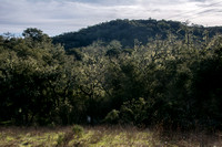 Lace Lichen (Ramalina menziesii) on Valley Oaks (Quercus lobata)