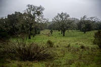 Valley Oaks, Mistletoe, Green Grass