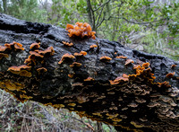 Fungi on Log