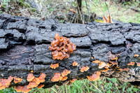Fungi on Log