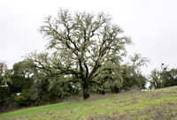 Valley Oak (Quercus lobata) with Lace Lichen (Ramalina menziesii)