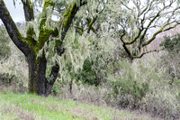 Lace Lichen (Ramalina menziesii) and Moss on Valley Oaks (Quercus lobata)