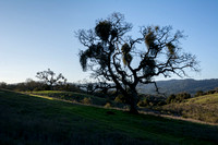 Mistletoe Valley Oak to Phainopepla Tree