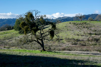 Mistletoe Valley Oak, Windy Hill: Full Sun