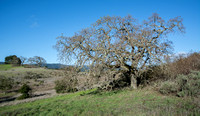 Valley Oak (Quercus lobata) and Chaparral