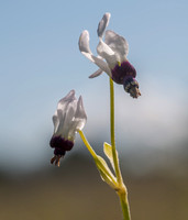 White Color Variant of Lowland Shooting Star (Primula clevelandii var. patula)