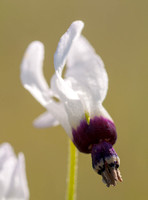 White Color Variant of Lowland Shooting Star (Primula clevelandii var. patula)